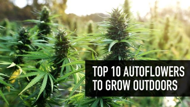 Top 10 Autoflowers to Grow Outdoors