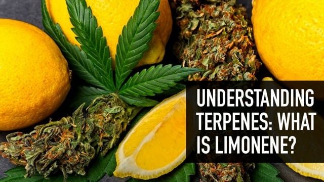 Understanding Terpenes: What is Limonene?