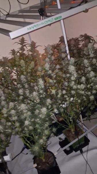 Gitty (Cherry cola, Frostbanger, Pound Cake, banana purple punch and gorilla zkittles)