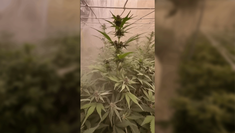 New pollination technique