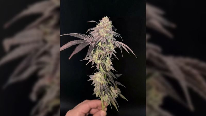 GARLIC MINT SHERBET + Garlic Cookies aka GMO OPTIM