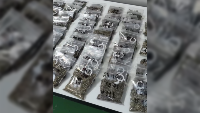 This is a fresh harvest from Strawberry Banana Auto.