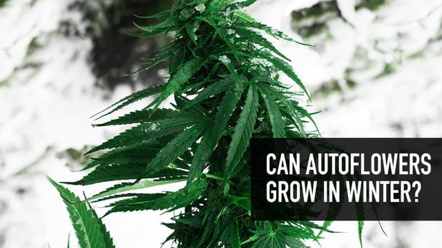 Can Autoflowers grow in Winter?