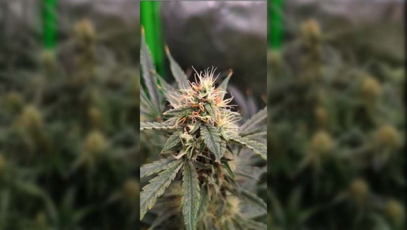Phat Matt - Apple Strudel Auto