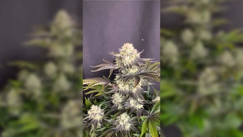 A Standout Autoflower Expression at 84 Days