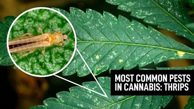 Most Common Pests In Cannabis: Thrips