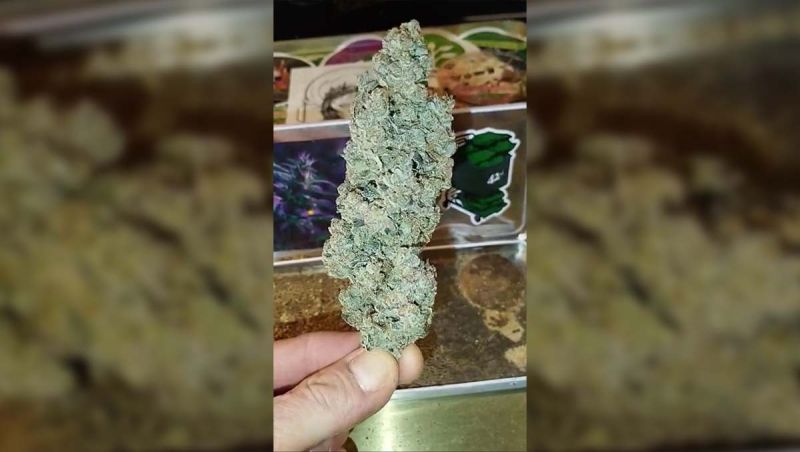 grashueofer - Rainbow Melon