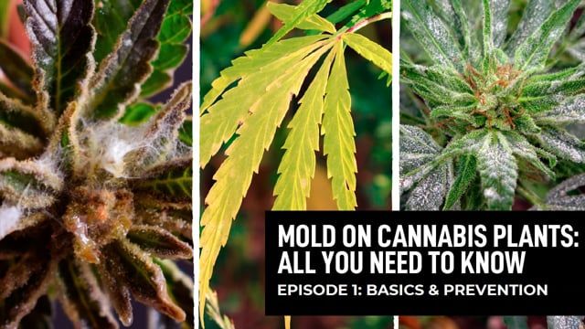 Mold On Cannabis Plants - Episode 1