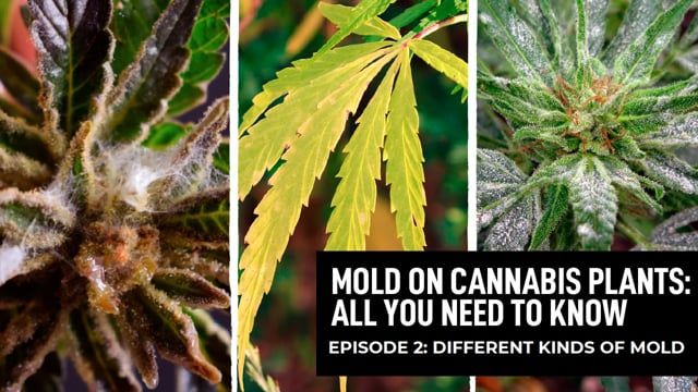 Mold On Cannabis Plants - Episode 2