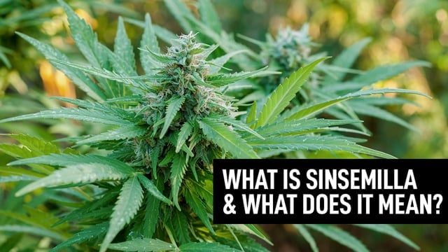 What is Sinsemilla & What does it mean?
