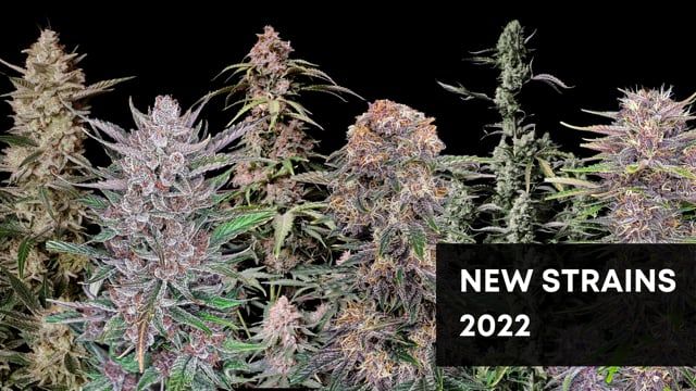 Fastbuds New Strains 2022 Promo