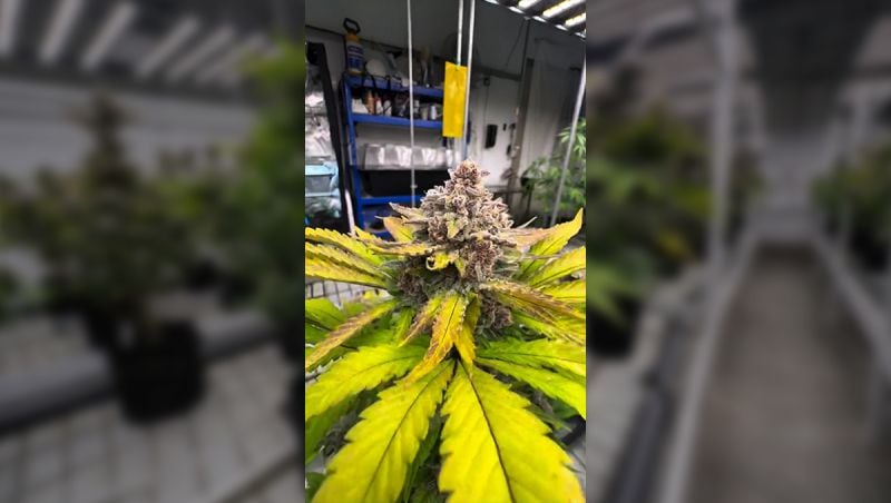 Frostbanger: Last Gen Review at Stress Test Room