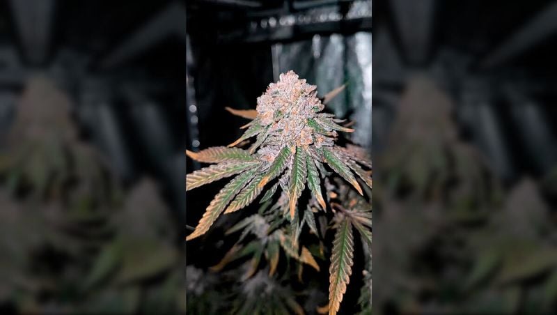 Biscotti Gelato Optim