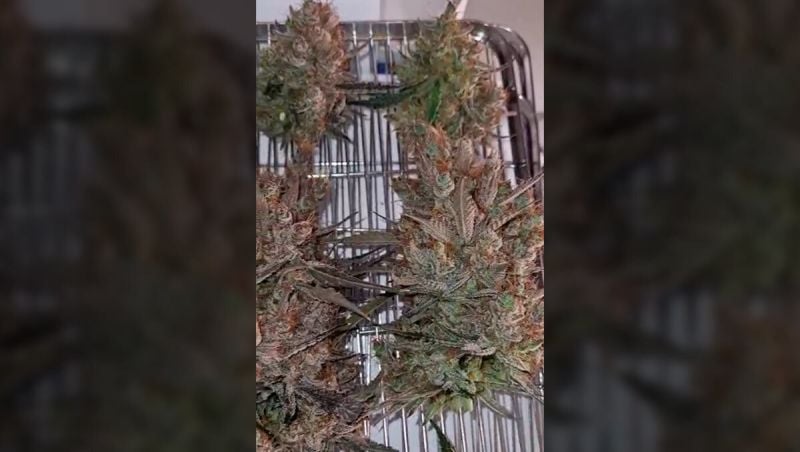3rd place - MrWeeedWorld - HOW I GREW IT Mendo Guava Automatic HARVEST