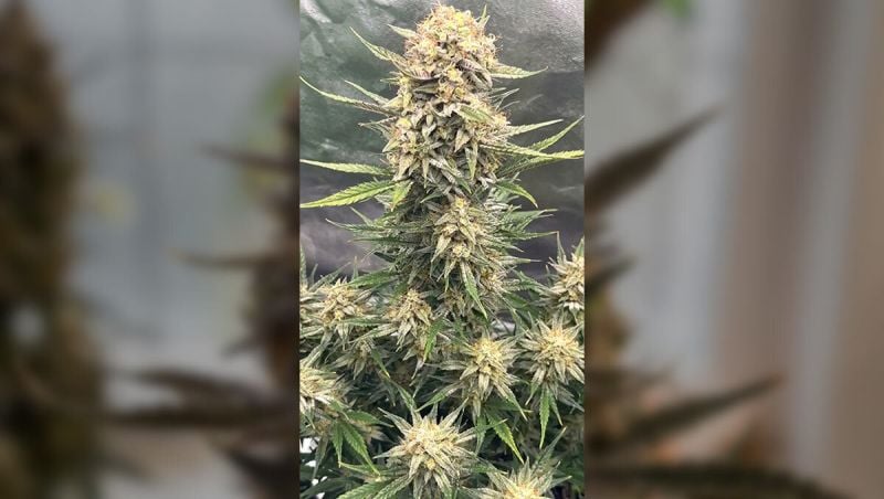 canabizz420 Apple Strudel Auto