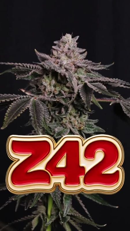 Z42 Optimized