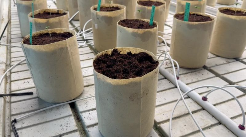 Planting a Young Seedling of F1 Hybrids