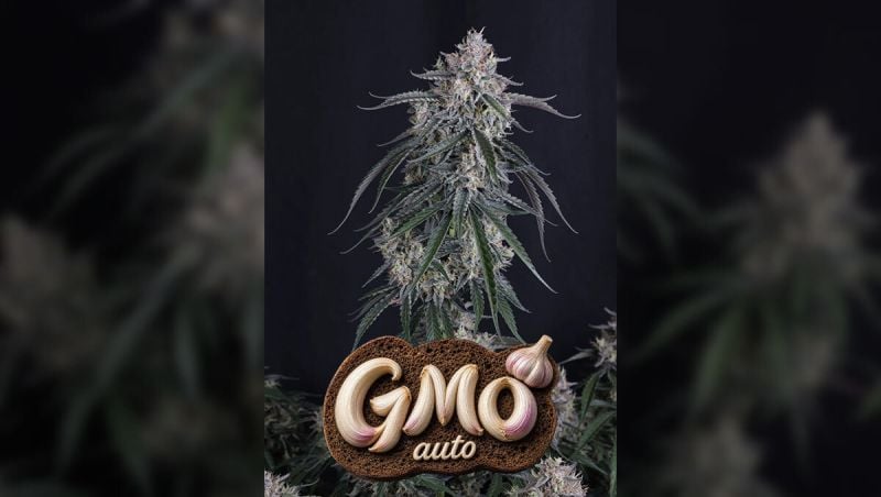 Gmo Auto Optimized