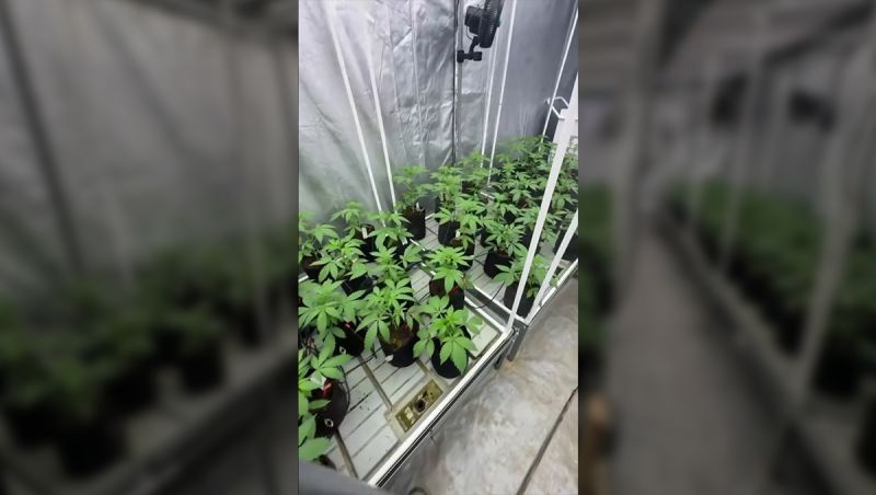 Gorilla Cookies Auto – Primary Selection