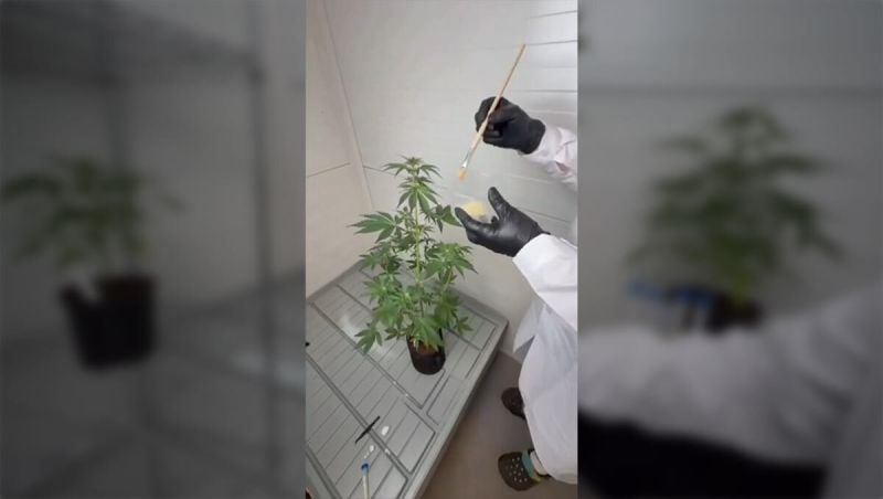 How to Store and Use Frozen Cannabis Pollen for Controlled Pollination