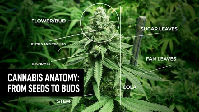 Cannabis Plants Anatomy | Episode 1: Seeds, Roots, Leaves & Stems