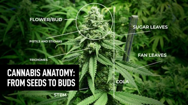 Cannabis Plants Anatomy | Episode 2: Sexes, Flowers & Trichomes