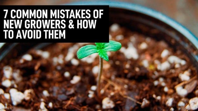 7 Common Mistakes of New Growers and How to Avoid Them