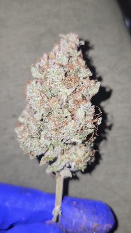Honorary mention - TheGreenOracle420 - Gorilla Z