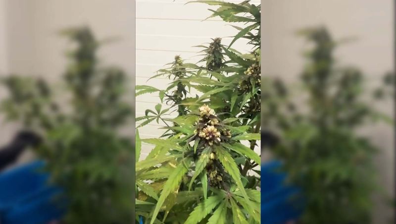 Single-Plant Pollen Extraction Precision at the Source