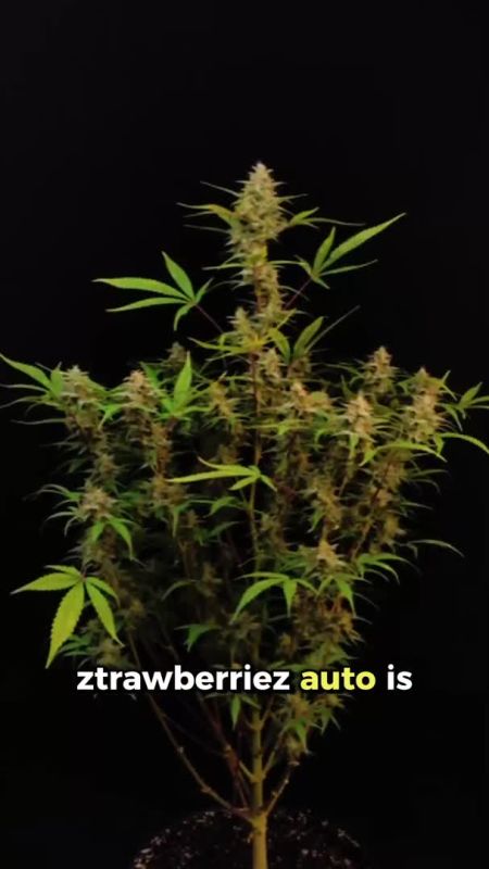 Ztrawberriez web optim