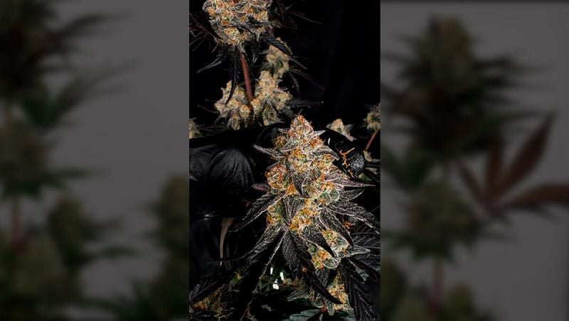 Lemon Cherry Sundae Auto