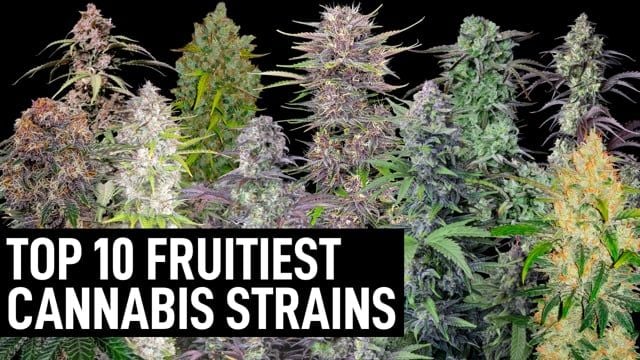 Top 10 Fruitiest Autoflowering Cannabis Strains