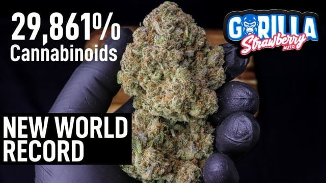 THC World Record in Autoflower - Strawberry Gorilla Auto by Fast Buds