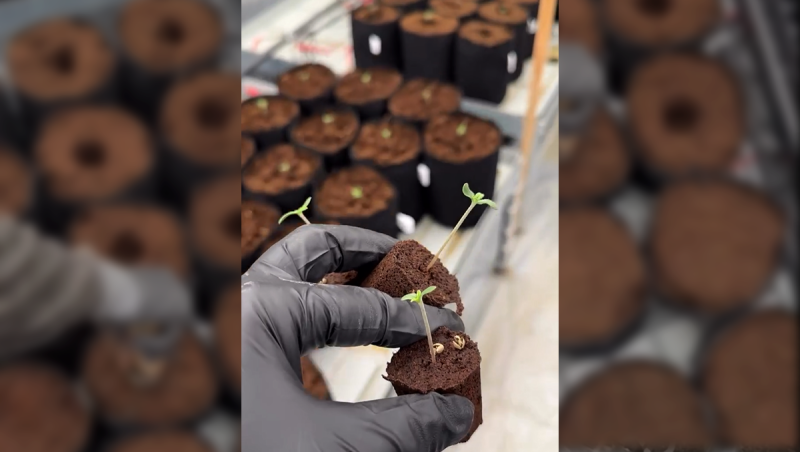 How We Plant Seedlings in Coco Coir at Our Facilities