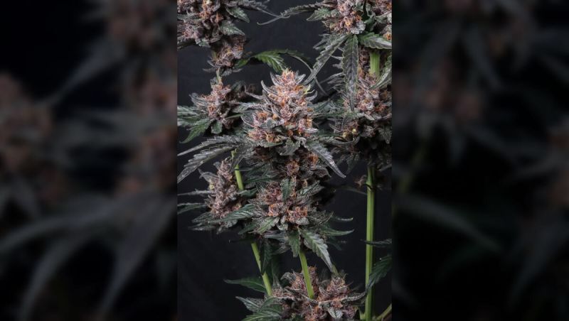 Mango Cherry Runtz Auto