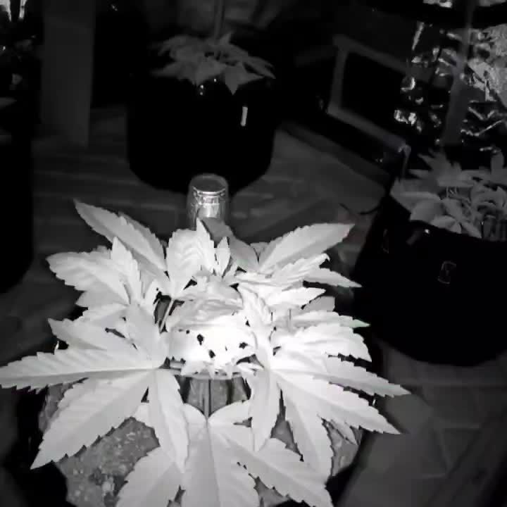 2nd place - Growing WithMac Rainbow Mellon & Papaya Sherbet full grow time-lapse 