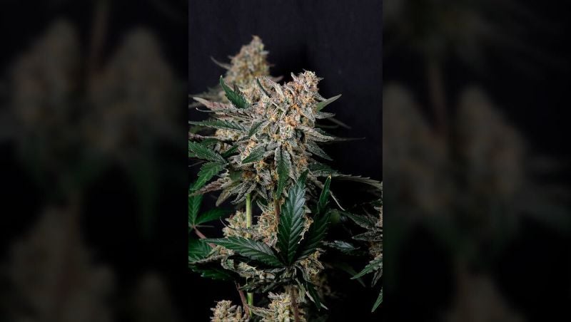 Guava Sundae UPD OPT