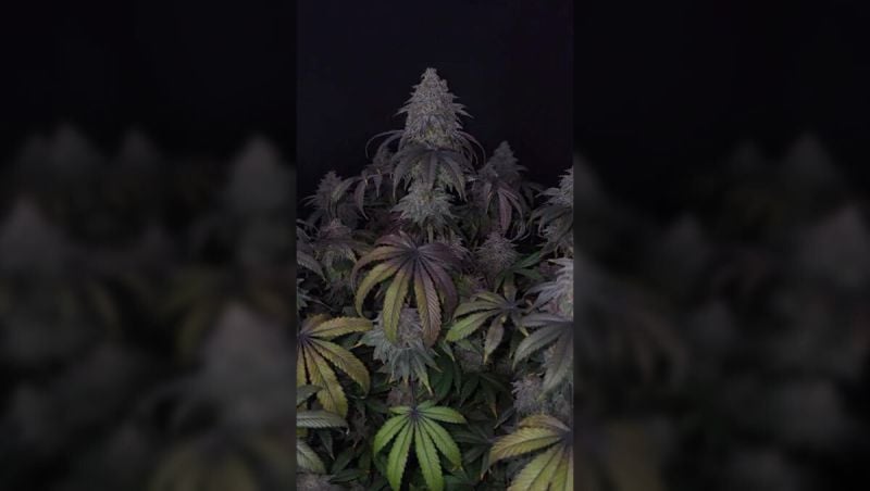 1st Place - Papayton Show Off - @Greenlife268 - 20 Seeds