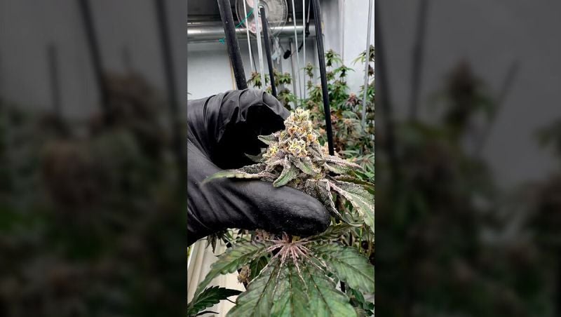 Gary Sherbert Web Optimized