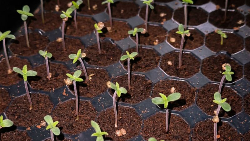 Seedings Lemon Cherry Cookies