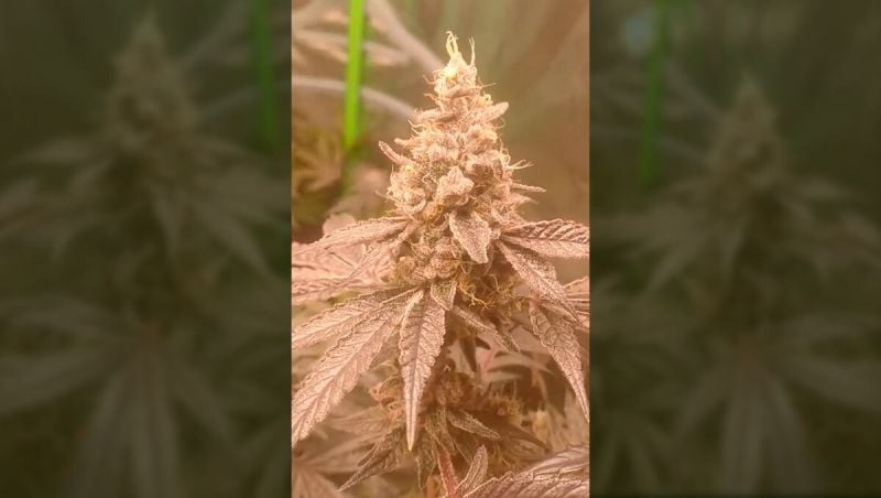 Apricot Handkäsmit Musik 