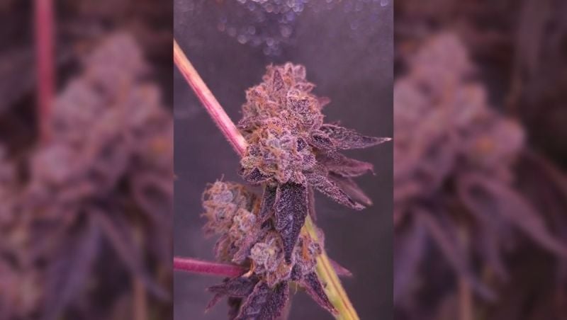 @GrowMaryGreen FastBuds - FEM 11 (Testseed) - Flower Day 83