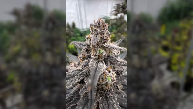 New RF3 Line Update Final Stage Before Release