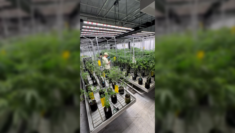 Managing Backup Clones After the Phenohunt