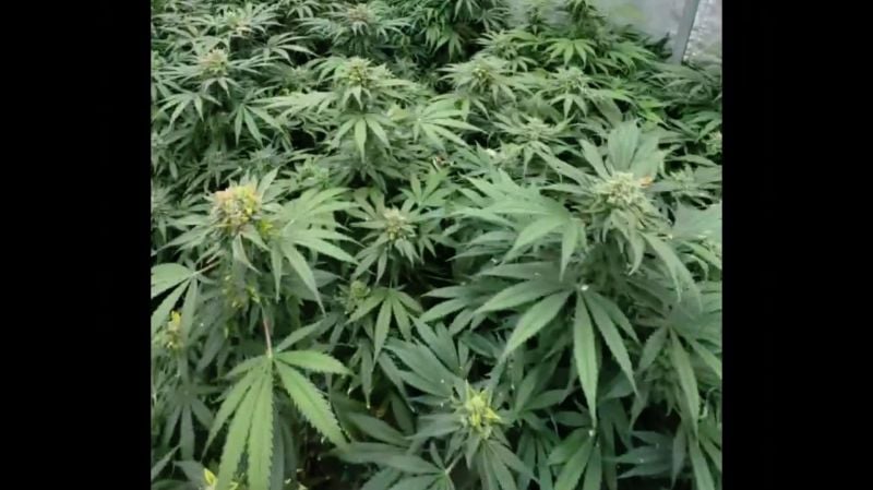 Before-after defoliation cherry cola