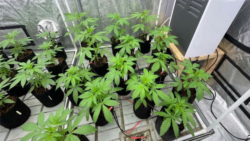 Gorilla Cookies after selection 