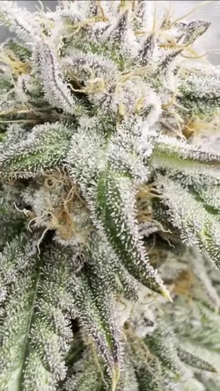 copy_5466AF2D-D375-428D-A8AB-A7327B55A68B (1) (2)