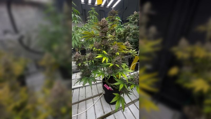 Guava Auto RF3 Pheno Check