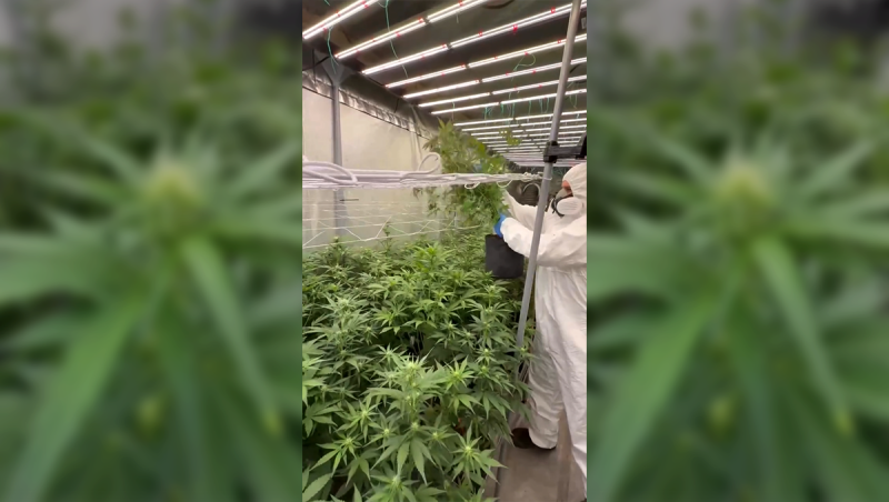 Controlled Pollination for Genetic Stability