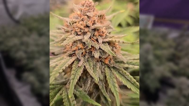 Chubbskas Cherry Cola Auto RF3